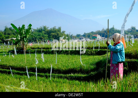 weibliche Arbeiter mit einfachen grundlegenden Vogel erschrecken Gerät als Abschreckung in ein Reis-Feld-Java-Indonesien Stockfoto