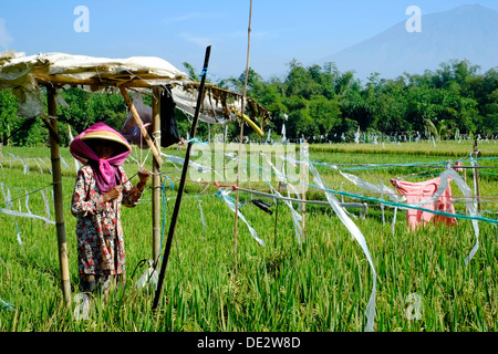 weibliche Arbeiter mit einfachen grundlegenden Vogel erschrecken Gerät als Abschreckung in ein Reis-Feld-Java-Indonesien Stockfoto