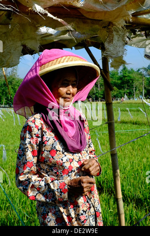 weibliche Arbeiter mit einfachen grundlegenden Vogel erschrecken Gerät als Abschreckung in ein Reis-Feld-Java-Indonesien Stockfoto