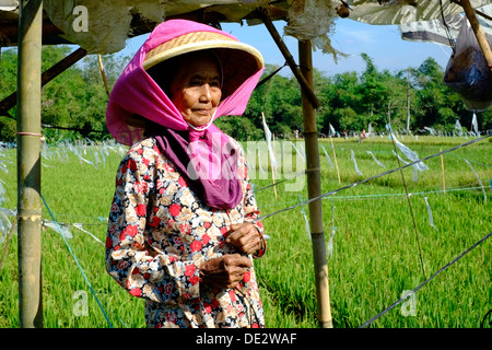 weibliche Arbeiter mit einfachen grundlegenden Vogel erschrecken Gerät als Abschreckung in ein Reis-Feld-Java-Indonesien Stockfoto