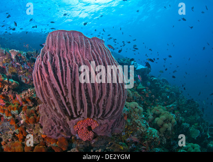 Coral Reef Seelandschaft mit großen roten Fass-Schwamm mit Blauwasser Hintergrund. Verde Island, Philippinen. Stockfoto