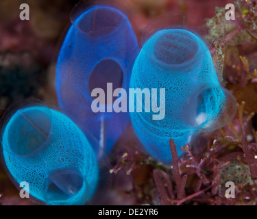 Nahaufnahme Bild der drei transluzenten fluoreszierende blauen Manteltieren enthüllt zarte innere Struktur. Bunaken Island, Indonesien. Stockfoto