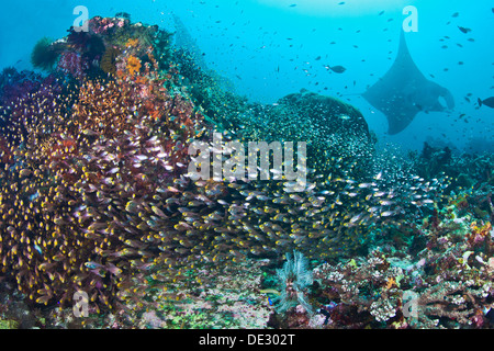 Wand von Glasfischen mit riesigen Mantarochen Silhouette im Blauwasser Hintergrund. Raja Ampat, Indonesien Stockfoto