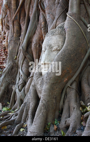 Buddha Kopf im Banyan Tree Wurzeln mit wenig Sonnenlicht Bereich auf Kopf Stockfoto