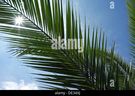 Der Palmzweig ist ein Symbol für Sieg, Triumph, Frieden und ewiges Leben mit Ursprung im alten Nahen Osten und im Mittelmeerraum Stockfoto