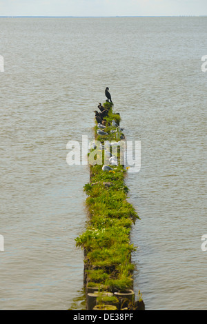 Kormorane und Möwen ruhen. Dorf Kamminke, Insel Usedom, Deutschland Stockfoto