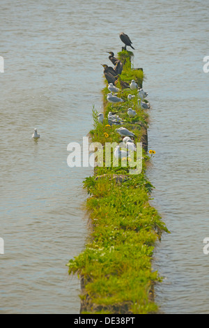 Kormorane und Möwen ruhen. Dorf Kamminke, Insel Usedom, Deutschland Stockfoto