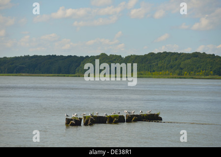 Möwen in Kamminke Village, Insel Usedom, Deutschland Stockfoto