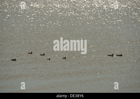 Enten in Kamminke Village, Insel Usedom, Deutschland Stockfoto