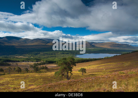 Loch Morlich und Rothiemurchus aus Meall ein Bhuachaille Cairngorm National Park Stockfoto