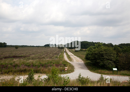 Verfolgen Sie durch Bargerveen Naturreservat, Emmen, Drenthe, Niederlande Stockfoto