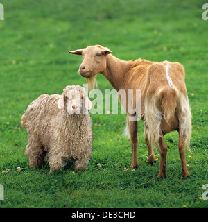 Tierische Freundschaft: Goldene Guernsey Ziege jungen Cashmere Goata Wiese Stockfoto