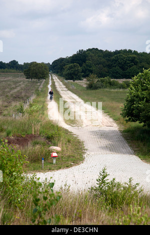 Verfolgen Sie durch Bargerveen Naturreservat, Emmen, Drenthe, Niederlande Stockfoto