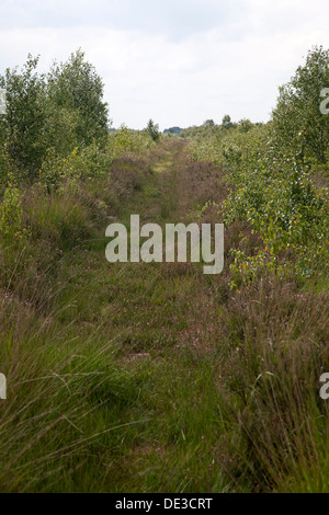 Verfolgen Sie durch Bargerveen Nature Reserve, Emmen, Drenthe, Niederlande Stockfoto