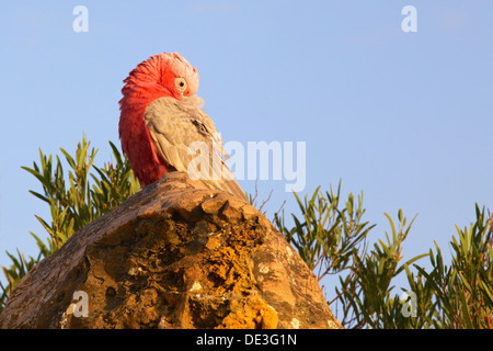 Der Rosakakadu aka der Rose-breasted Cockatoo, Galah Cockatoo, rosigen Kakadu oder rosa und grau, ist Widespead in Australien. Stockfoto