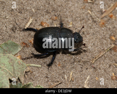 Nahaufnahme des bläulichen Dor Beetle oder Dumbledore (Geotrupes Stercorarius) Stockfoto