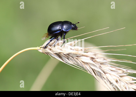 Nahaufnahme des bläulichen Dor Beetle oder Dumbledore (Geotrupes Stercorarius) posiert auf einer Ähre Stockfoto