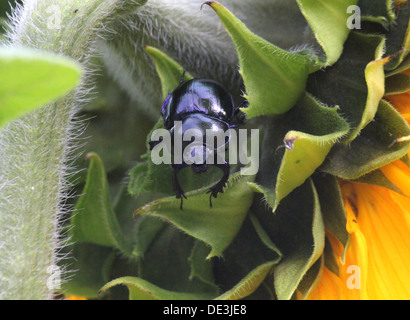 Nahaufnahme des bläulichen Dor Beetle oder Dumbledore (Geotrupes Stercorarius) posiert auf einem riesigen Sonnenblumen Stockfoto