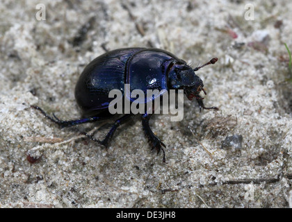 Nahaufnahme des bläulichen Dor Beetle oder Dumbledore (Geotrupes Stercorarius) Stockfoto