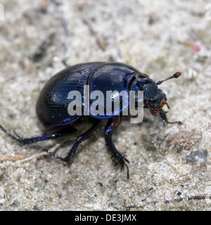 Nahaufnahme des bläulichen Dor Beetle oder Dumbledore (Geotrupes Stercorarius) Stockfoto