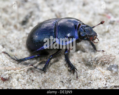 Nahaufnahme des bläulichen Dor Beetle oder Dumbledore (Geotrupes Stercorarius) Stockfoto