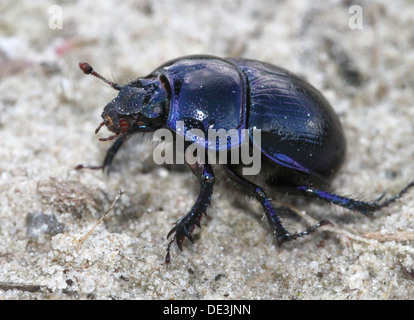 Nahaufnahme des bläulichen Dor Beetle oder Dumbledore (Geotrupes Stercorarius) Stockfoto