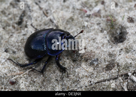 Nahaufnahme des bläulichen Dor Beetle oder Dumbledore (Geotrupes Stercorarius) Stockfoto