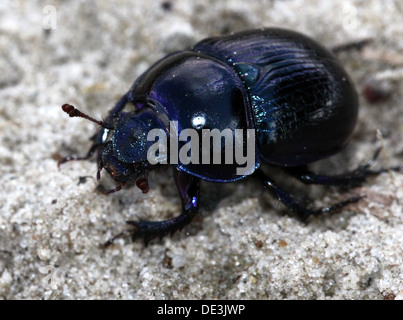 Nahaufnahme des bläulichen Dor Beetle oder Dumbledore (Geotrupes Stercorarius) Stockfoto