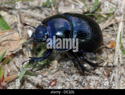 Nahaufnahme des bläulichen Dor Beetle oder Dumbledore (Geotrupes Stercorarius) Stockfoto