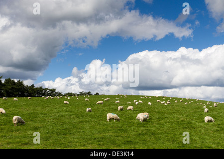 Schafherde auf einem Hang-Feld in Powys, Wales, UK Stockfoto