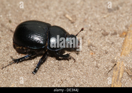 Nahaufnahme des bläulichen Dor Beetle oder Dumbledore (Geotrupes Stercorarius) Stockfoto