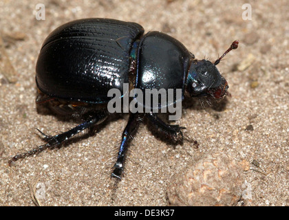 Nahaufnahme des bläulichen Dor Beetle oder Dumbledore (Geotrupes Stercorarius) Stockfoto