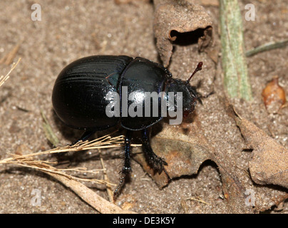 Nahaufnahme des bläulichen Dor Beetle oder Dumbledore (Geotrupes Stercorarius) Stockfoto