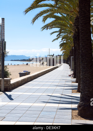 Palm von Bäumen gesäumten Weg entlang Seite Strand Stockfoto