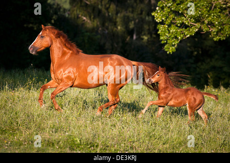 American Quarter Horse Chestnut Stute Fohlen Gallopinga Wiese Stockfoto