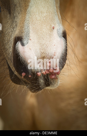 Inländische Hores Wartsthe Fang Stockfoto