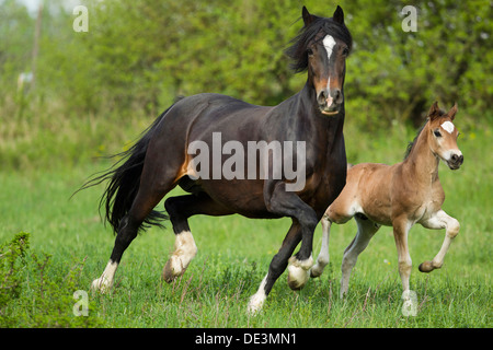 Welsh Cob Stockfoto