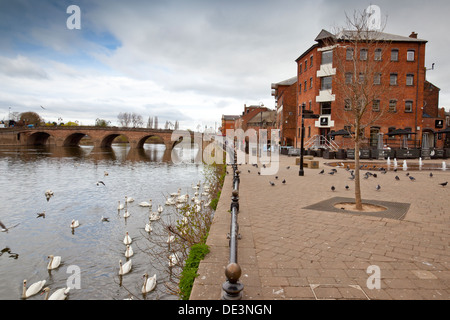 Schwäne auf den Fluss Severn unterhalb der Stadtbrücke in Worcester, England, UK Stockfoto