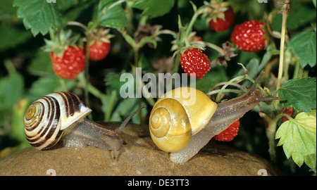 Weißlippen-Schnecke (Bänderschnecken Hortensis) eine gebändert, der andere nicht, Essen Walderdbeeren, Stockfoto