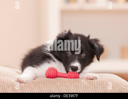 Border Collie Welpen rot Kunststoff kauen Knochen Restinga Kissen Stockfoto