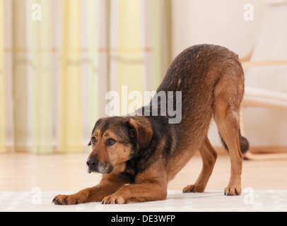 Mischlingshund Zimmer Stockfoto