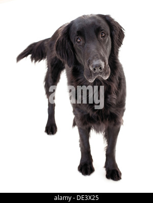 Flat – Coated Retriever Erwachsener Hund stehend Studio Bild vor weißem Hintergrund Stockfoto