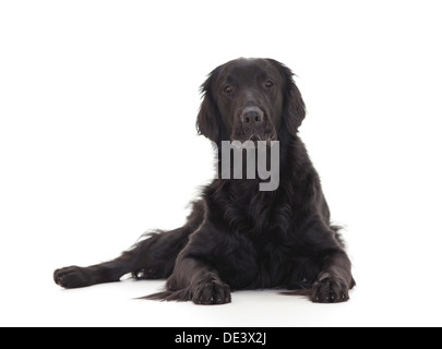 Flat – Coated Retriever Erwachsener Hund liegend Studio Bild vor weißem Hintergrund Stockfoto