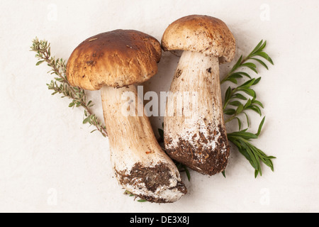 CEP-Pilze mit frischer Thymian auf dem weißen Tuch Stockfoto