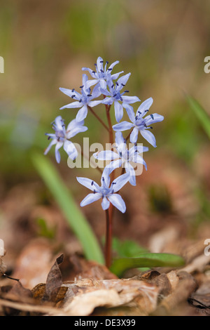 Zweiflügelige Blaustern, Alpine Blaustern (Scilla Bifolia), blühende Pflanze Stockfoto