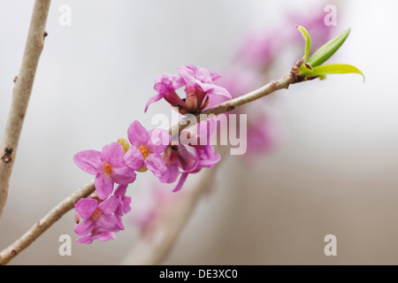 Februar Daphne, Seidelbast (Daphne Mezereum), blühende Zweige Stockfoto