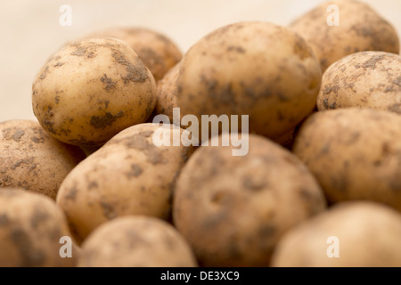 Eine Komposition aus frischen, leckere und appetitliche Maris Piper Kartoffeln auf einer Holzfläche zum Kochen bereit Stockfoto