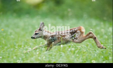 Europäische Rehe (Capreolus Capreolus), fawn Gras laufen Stockfoto