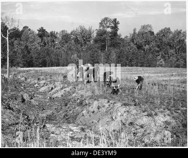 Newberry County, South Carolina. CCC Enrollees Anpflanzung von Kudzu auf Wasserrinne bank auf C. C. Spoon Bauernhof.... 522757 Stockfoto