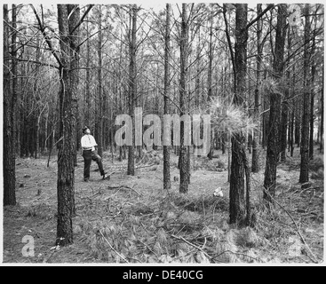 Newberry County, South Carolina. Erosionsschutz. (Keine detaillierte Beschreibung gegeben.) 522720 Stockfoto